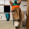 humphreythemule
