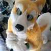 kyokyohusky