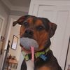 sapphire.the.dog