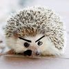 gressivehedgie