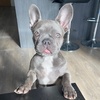 bleu_thefrenchiee