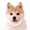 gingerthecorgipom