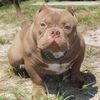 cloud9bullies