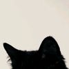 meoow.iee