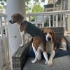 mybeaglekenzo