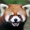 redpanda8914