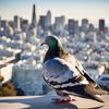 sfpigeon