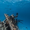 Maldives underwater life