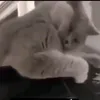 gatomamadisimo2