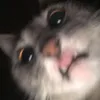 suk_mai_nuts