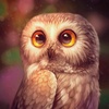 mr_owl_777