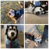 Adventures of a Husky Family