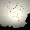 dream