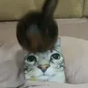 bez_apisania