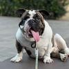 franklinenglishbulldog