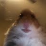 pewdiepies_hamster
