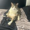 ziggystardust_666
