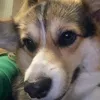 poppy_corgi