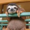 slothlife77