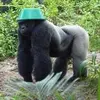 gorilla000001