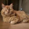 pbmancat