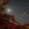 moonlight_7704