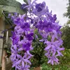 ngthanh4223