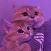 ayly_crdnl