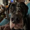 francisthegreatdane