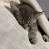 shusmo_tiger