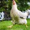 the_chicken_01