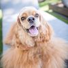 sebastianthespaniel