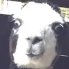 der...achte...zwerg