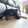 skythesheltie