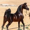 alighobesh0