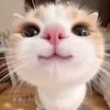 thiii.huan145