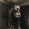 k9_captain