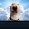 whoispalazon