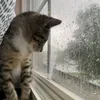 _meowwj