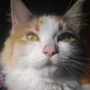 micham_catbr