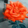 mylyn057