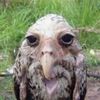 wet_owl_1