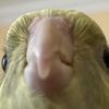 _blrb