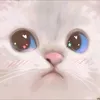 norwit_compoon