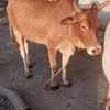 simonyestiktok87