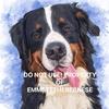 Emmett_The_Service_Berner