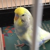 sunnythebudgie1