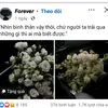 ttdanhhnguyet