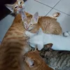 stepfengsuong