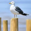 theofficialgremmy
